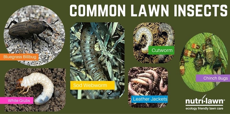 Lawn_Insects_twitter.jpg
