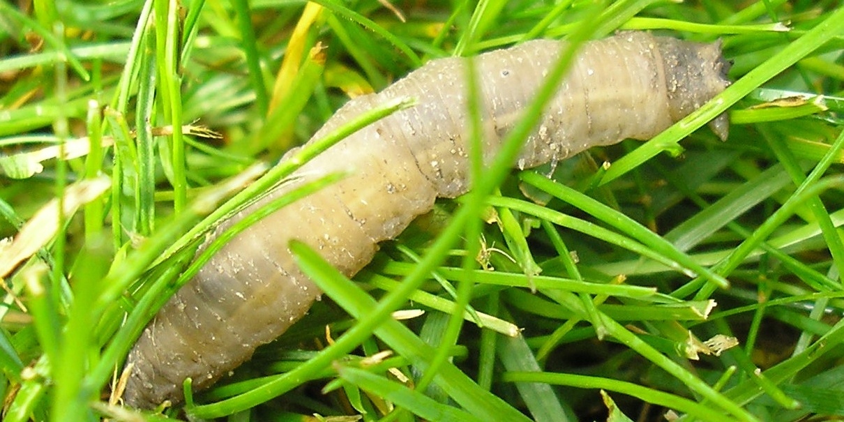 Leatherjackets mostly stay underground, but if the night is warm and damp, they might come up to the surface to feed on other plants. 