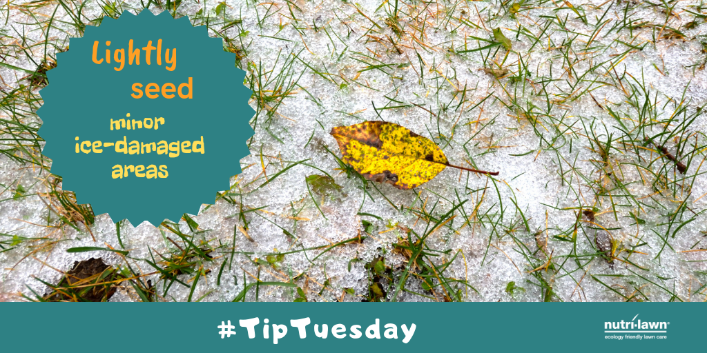 The extent of the turf damage is first visible when the snow and ice melt away, and in many cases this damage may be isolated to only certain areas of the lawn.