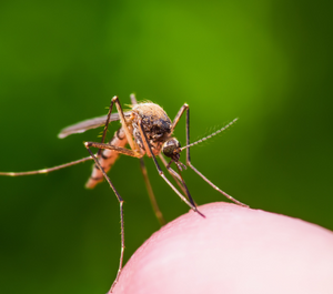 Mosquito-Markham
