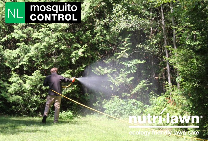 Mosquito_Con_1