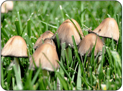 Mushrooms