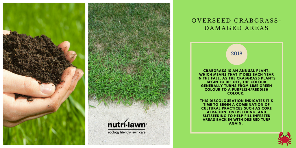 Crabgrass is one of the most common grassy weeds that invades home lawns during the summer.