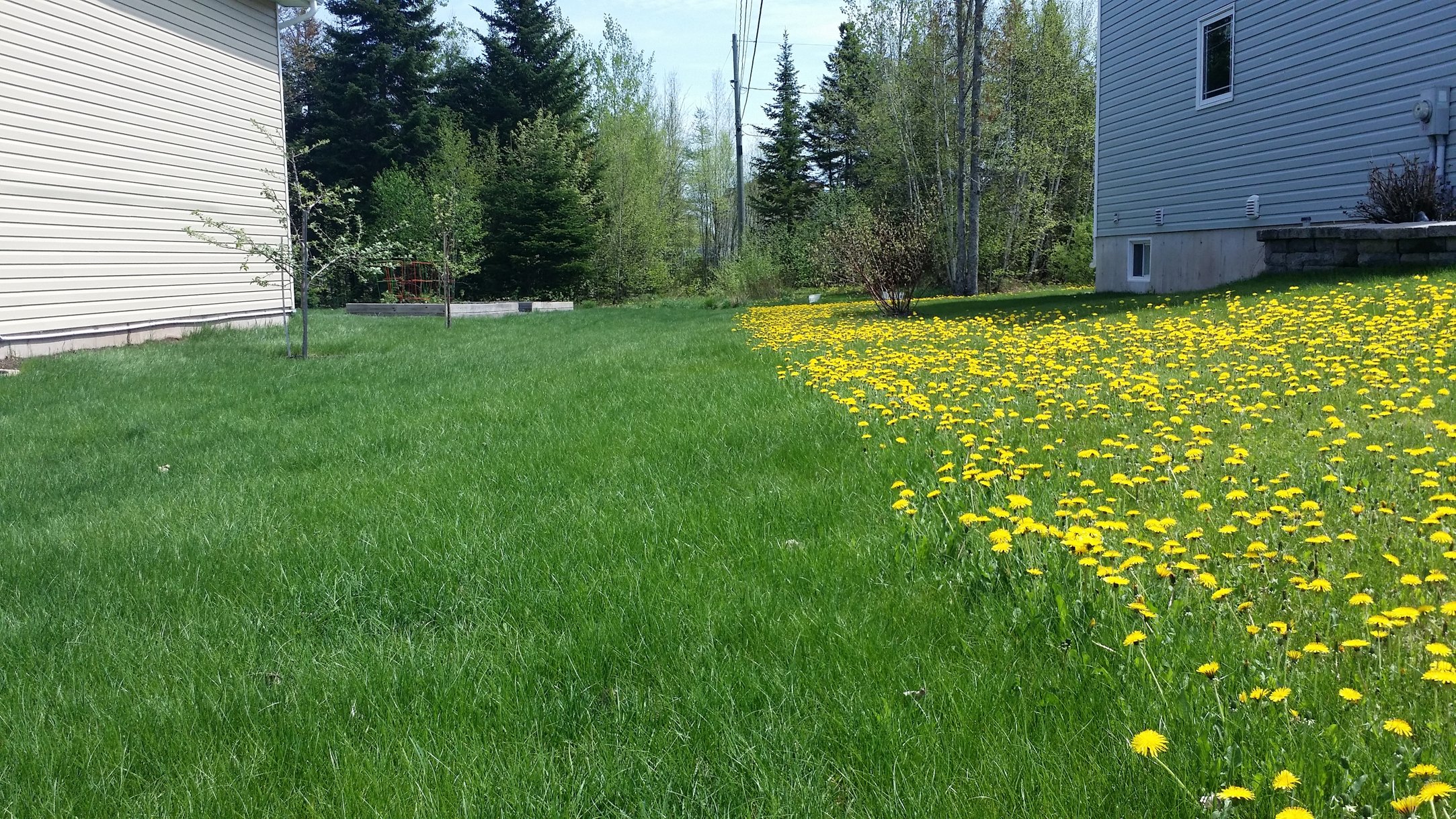 Fiesta Weed Control Does It Work?