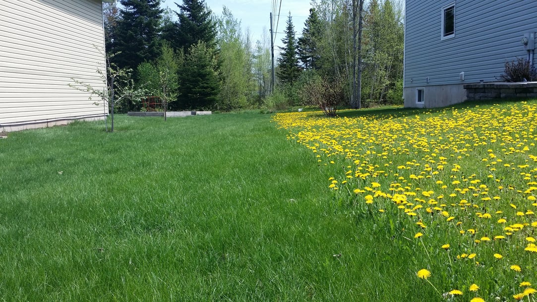 Fiesta Weed Control Does It Work?