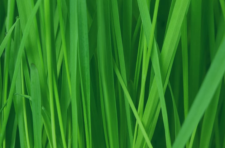 nutrilawn-grass-background.jpg