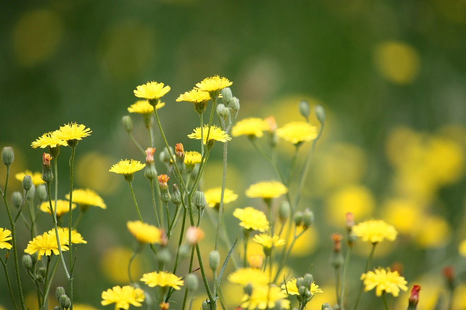 Weeds in Ottawa need to be controlled.