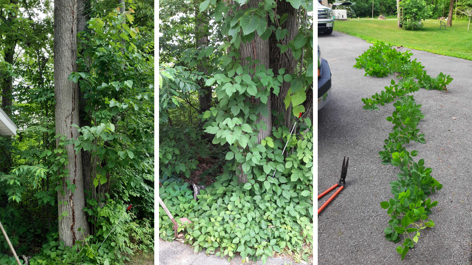 We can take care of your poison ivy problem.