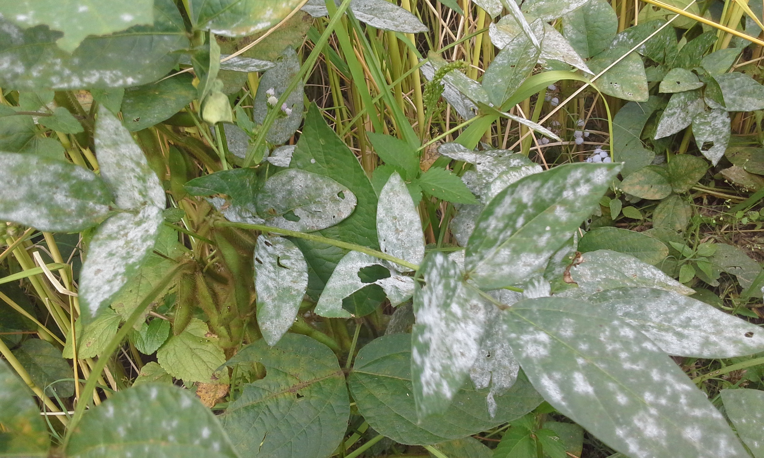 Powdery Mildew is unsightly.