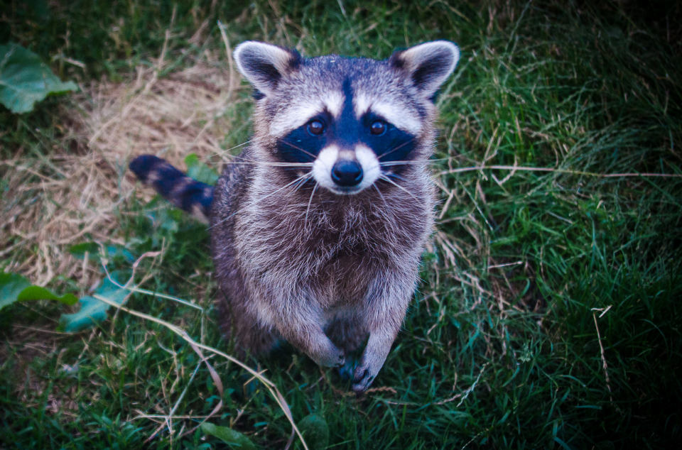 Animals like raccoons can cause significant damage to your lawn.