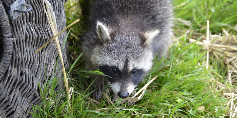 Raccoons could be damaging your lawn.