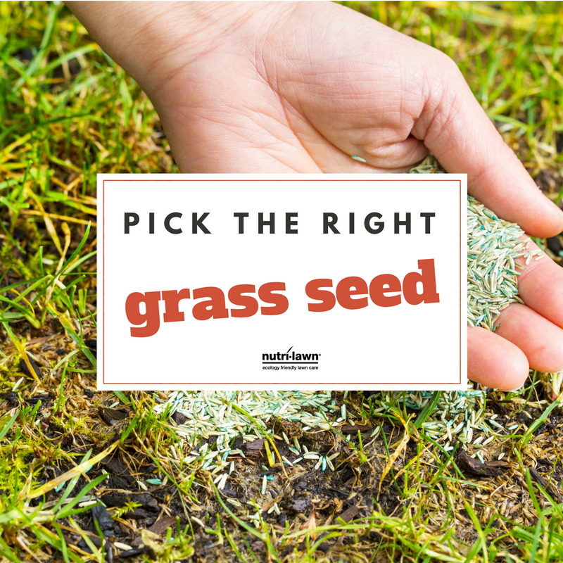 Spring is highly regarded as one of the best times to plant grass seed.