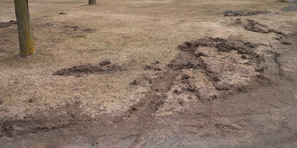 Snow plow damage can remove sections of turf completely.