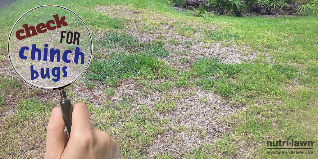 A thatch layer more than half an inch thick is typically called excessive.