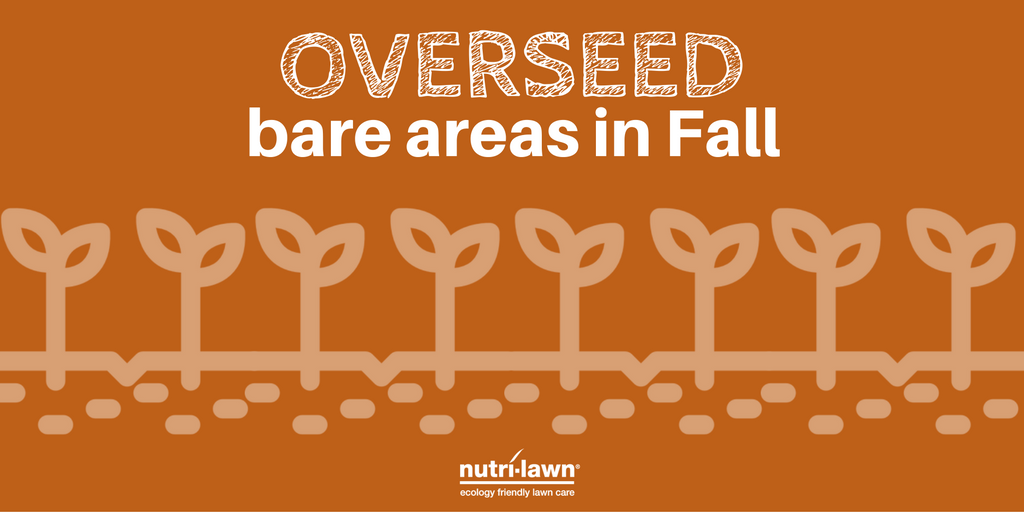 By adding new grass seed to your lawn in the Fall months, you can fill in damaged areas or bare patches, and thicken up the lawn before it goes into dormancy.