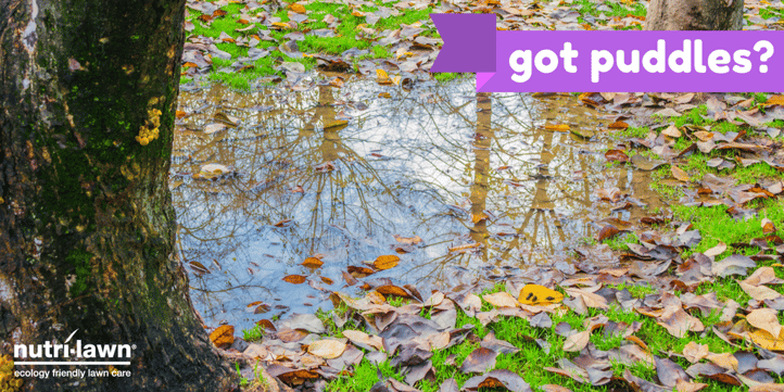 Prolonged standing water can result in waterlogged soils, so next time there's heavy rain, keep an eye on how your lawn reacts. 