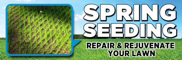 Your grass seed must have good seed to soil contact.