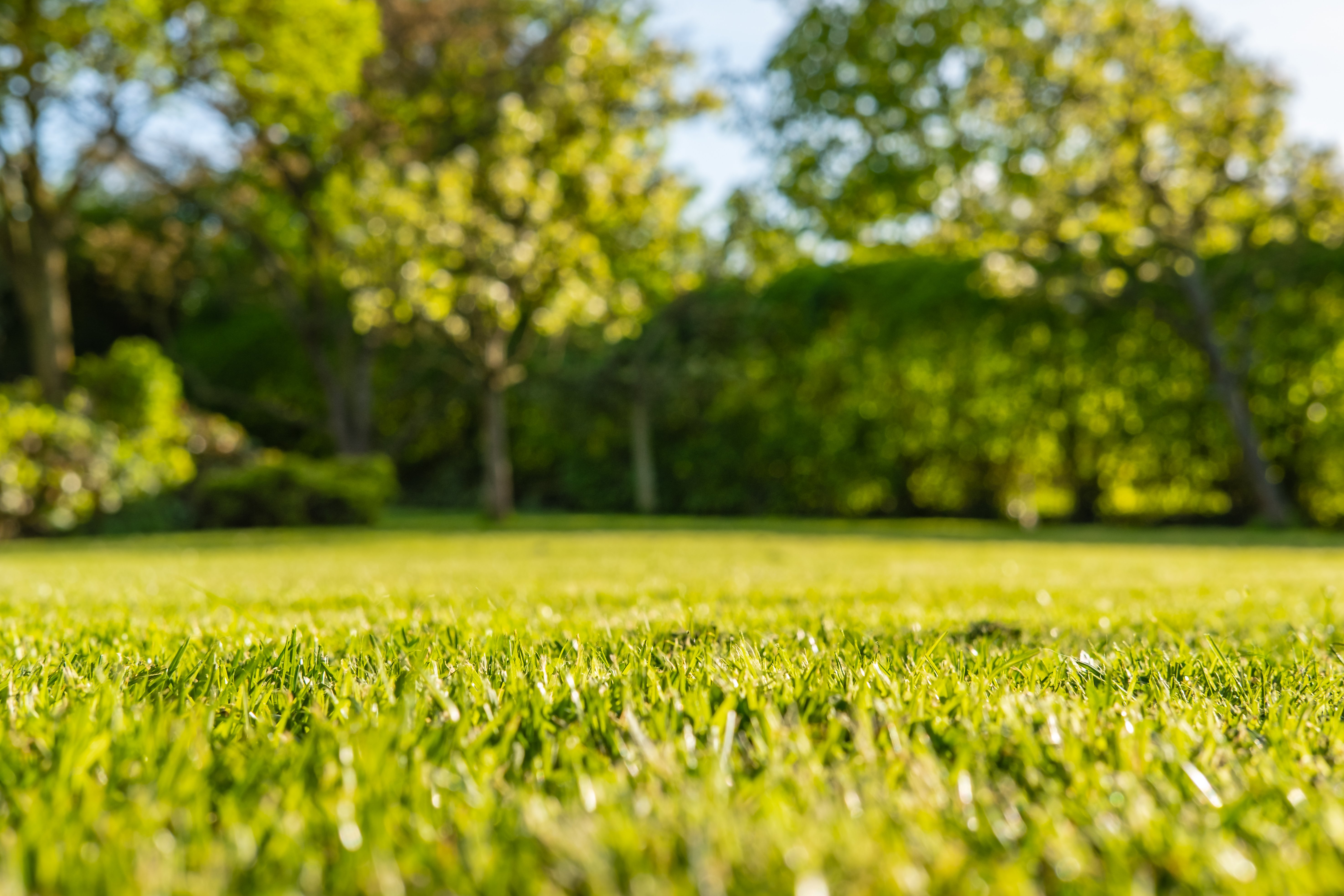 Soil plays a very important part in determining how well a lawn can perform.