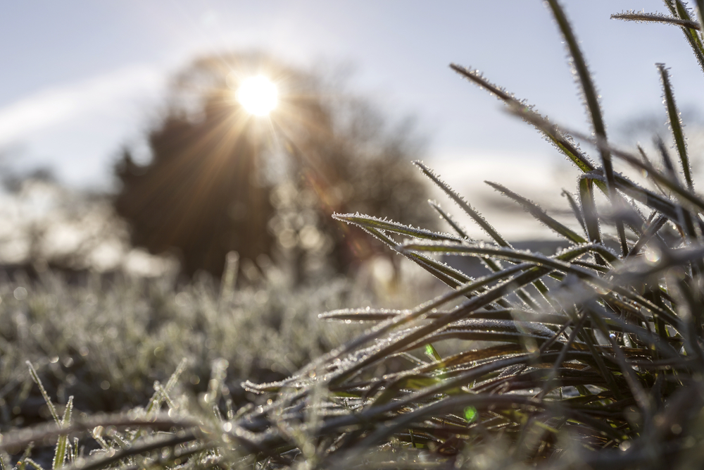 All turfgrass species are prone to winter desiccation if the right conditions persist.