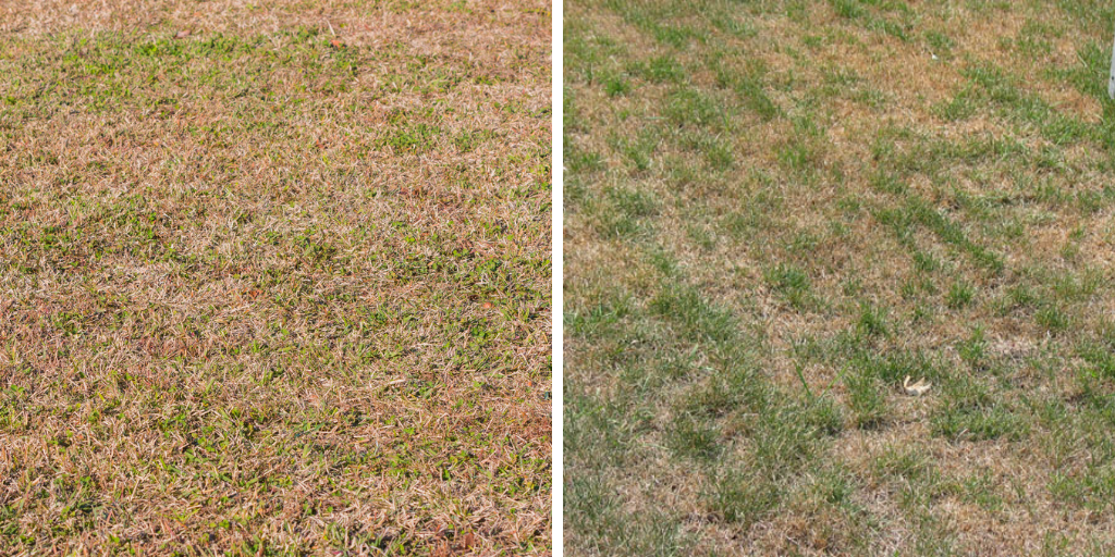Does your lawn look brown or yellow?