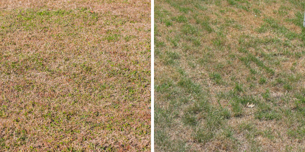 Lawn dormancy usually looks worse than it is.