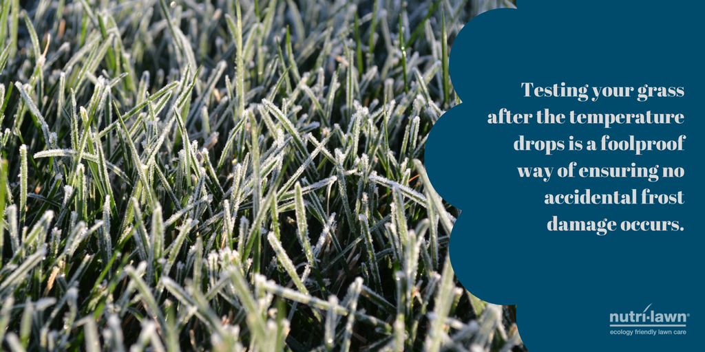 A frost covered lawn should always be stayed off of until the frost has lifted.