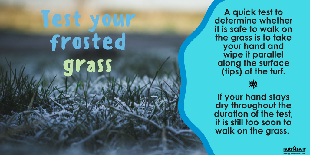 A frost covered lawn should always be stayed off of until the frost has lifted.