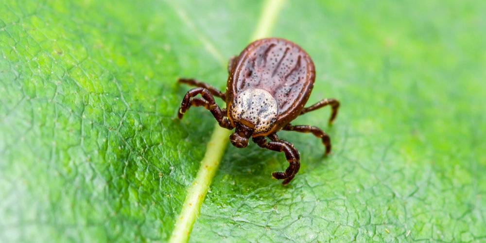 Protect you, your family, and pets from nasty disease carrying ticks.