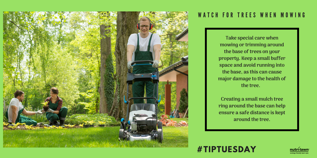 Take special care and avoid running into the base of trees when mowing or trimming around them.
