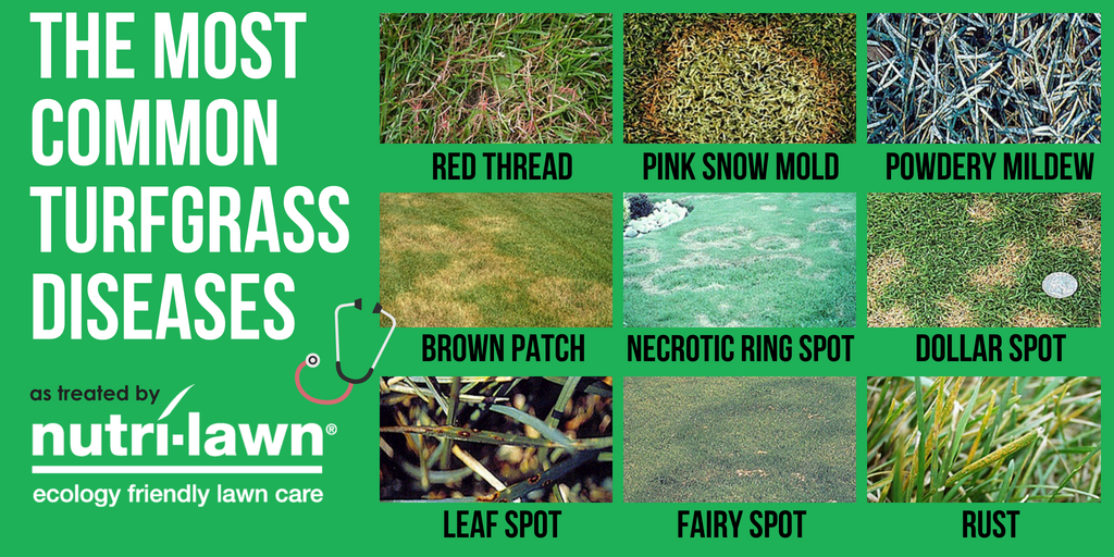 Examining individual grass blades up close can reveal lesions, spots, changes in colour, and stunting that can narrow the search.