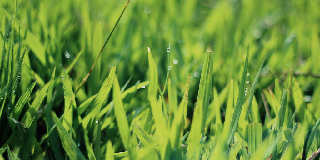 Cool season turfgrasses grow most actively in the spring, due to the combination of optimal temperatures and rain in most regions.