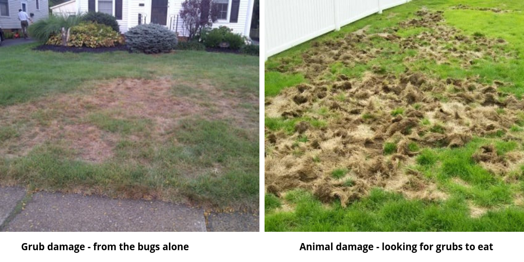 Grub damage can lead to animal damage.