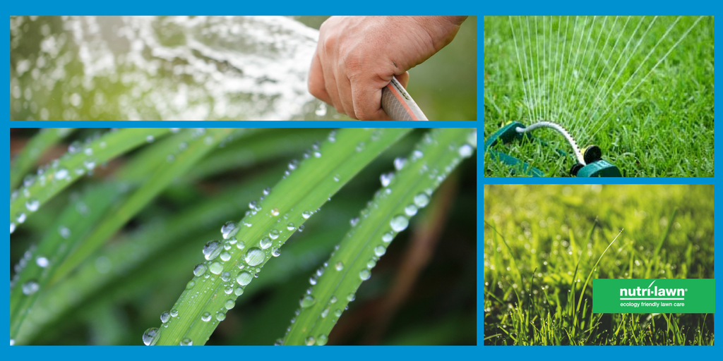 Avoid watering in the afternoon, as a large percentage of the water will be lost to evaporation.