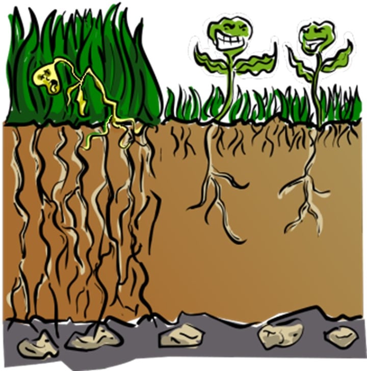 All plants have roots that act like nutrient and water delivery systems.