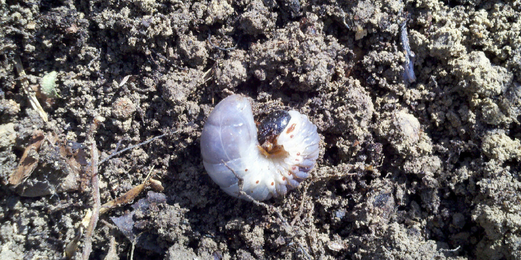 Animal digging from skunks and raccoons is also common during an infestation, as the grubs are a great food source.