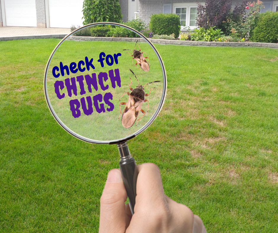 Chinch bugs are notorious surface feeding insects.