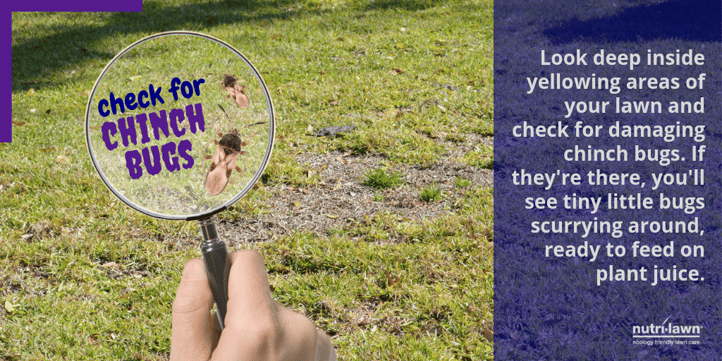 Inspect your lawn for chinch bugs.