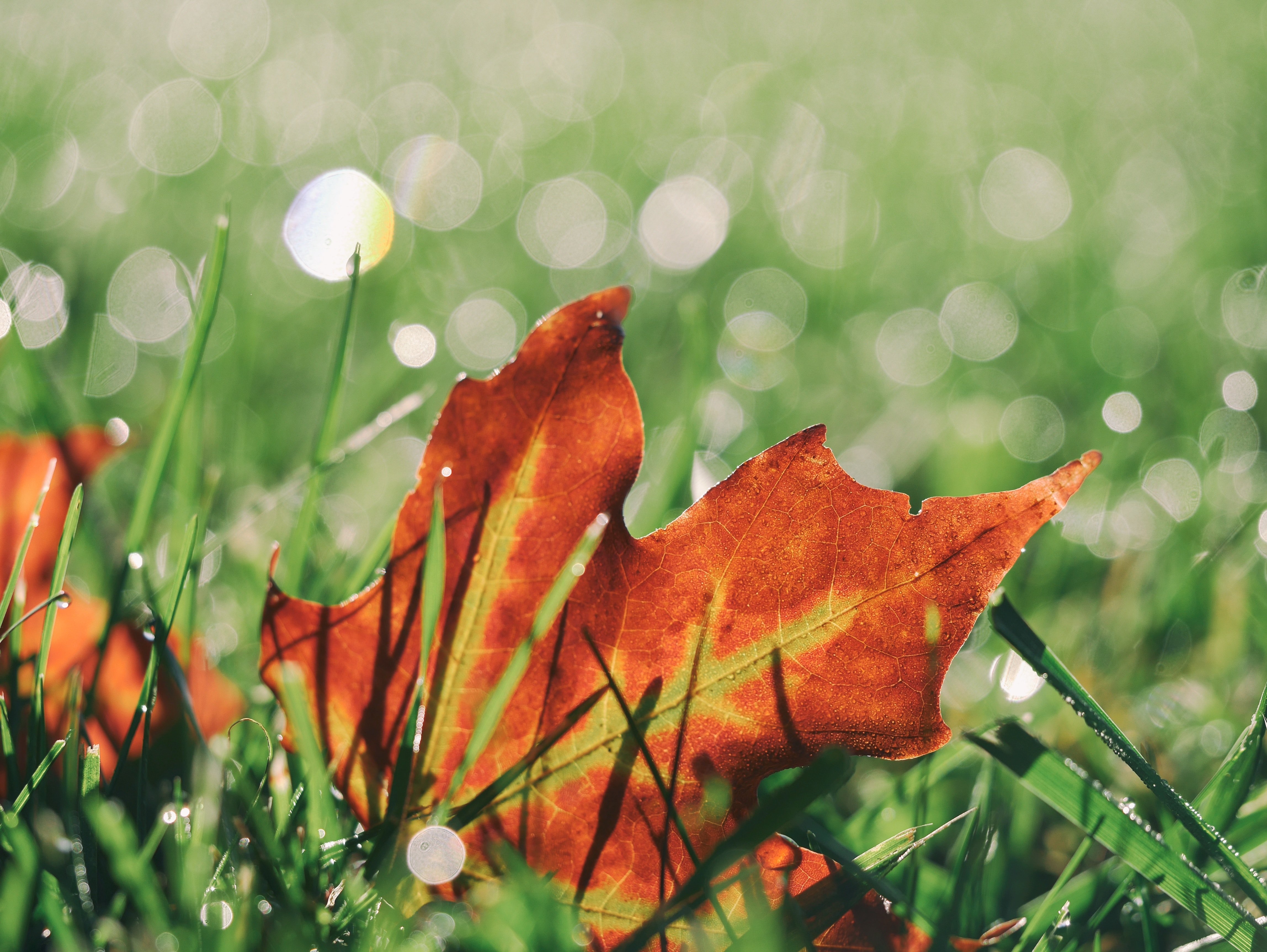 Addressing any damage done in summer, preparing for a cold winter, and setting yourself up for a fruitful spring are all tasks that can be tackled in fall.