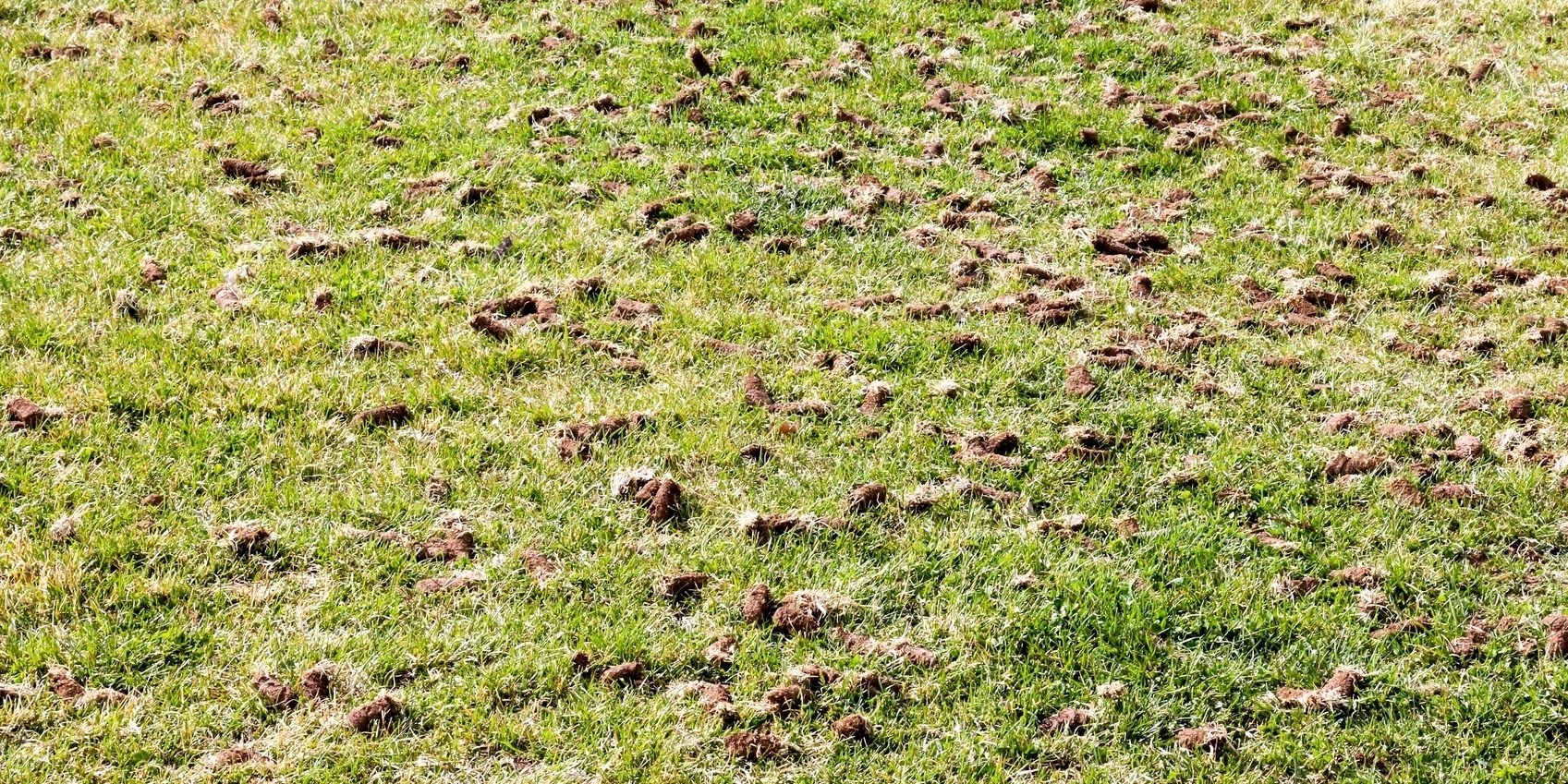 When an aeration is performed, small cores of soil (and thatch) are removed from the lawn with an aeration machine.