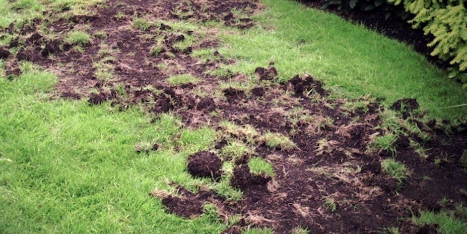A lawn damaged by animals looking for grubs.