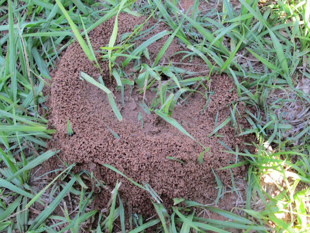 ant-hill