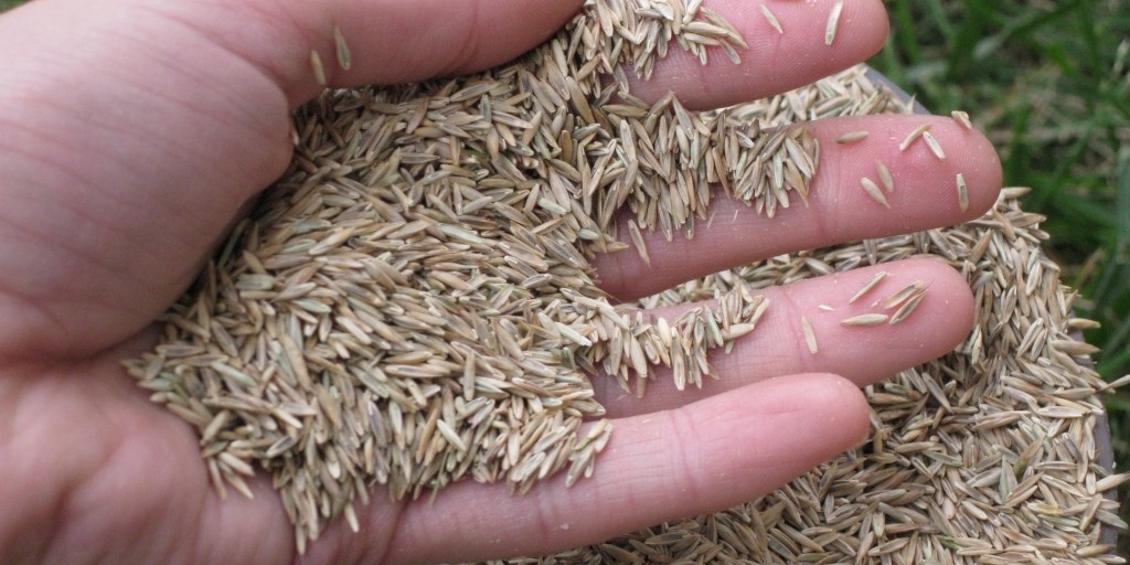 Fall Seeding What Are Your Options?