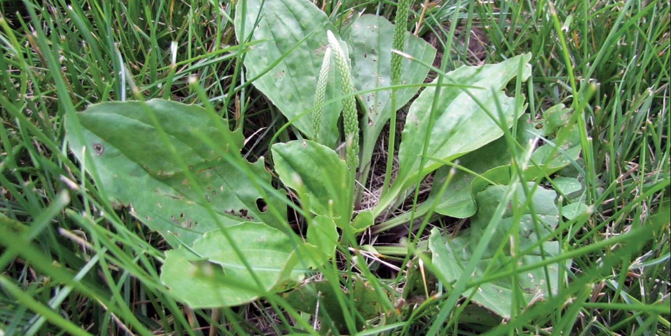 The easiest way to identify Broadleaf Plantain is by the prominent flower spike that grows in the center of the plant.