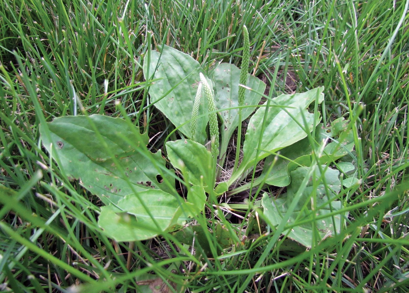 Controlling Broadleaf Weeds   Broadleaf 