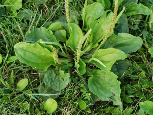 broadleafplantain