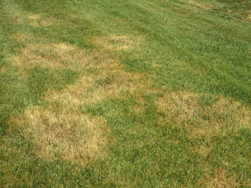 Seeding is a great way to repair bare areas of your lawn.