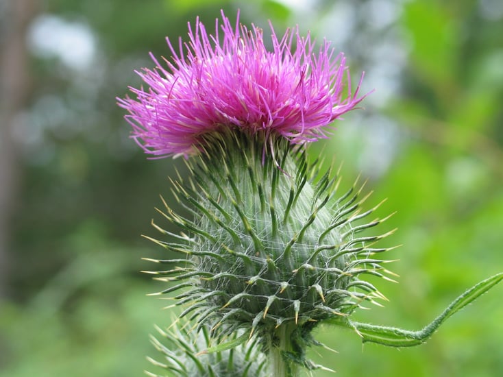 Weed of the Week - Canadian Thistle