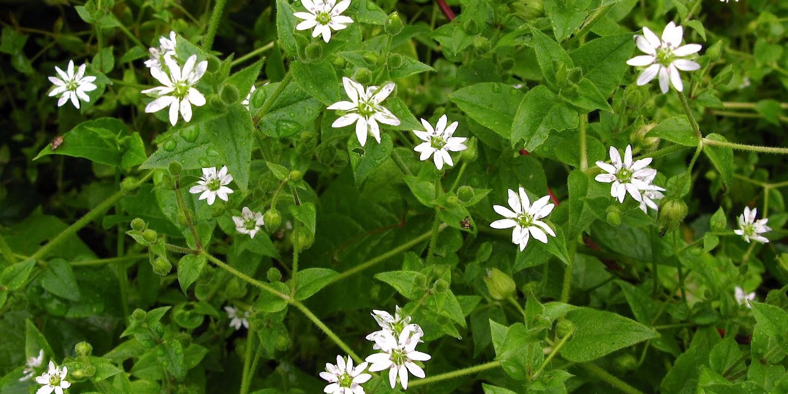 chickweeds