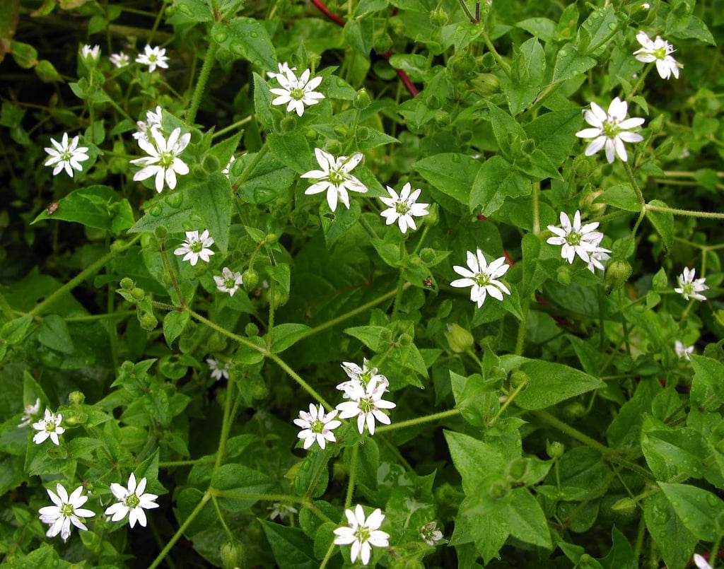 chickweeds