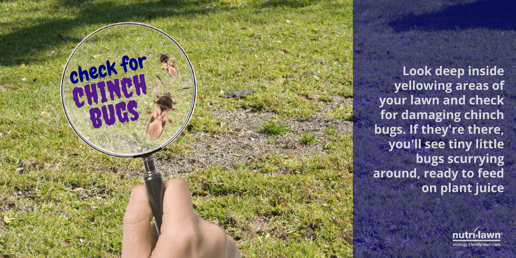 Managing and Recovering From Chinch Bug Damage